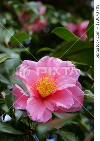 Camellia at Ofuna Flower Center 123043705