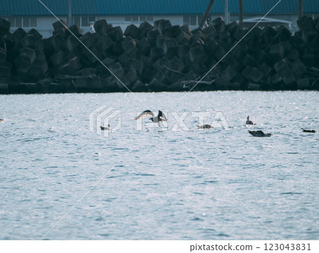 一隻年輕的黑尾鷗離開鳥群 一隻年輕的黑尾鷗離開鳥群 123043831