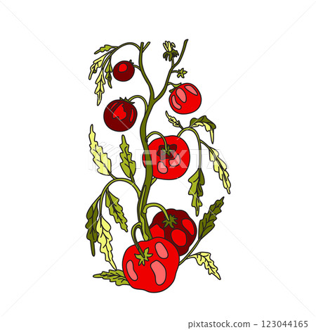 Botanical drawing of growing tomatoes on branches with leaves and fruits isolated on white background. Hand drawn colorful cartoon plant with stems and vegetables Tomato vector illustration Design 123044165