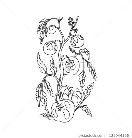 Botanical Line art drawing of growing peas on branches with leaves and pods isolated on white background. Hand drawn outline doodle plant with stems and vegetables vector illustration. Graphic design 123044166
