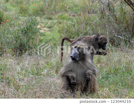 Two monkeys walks in Kruger National Park, South Africa. Safari in savannah Two monkeys walks in Kruger National Park, South Africa. Safari in savannah 123044210