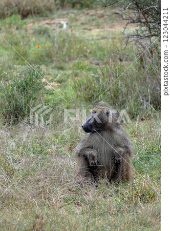 Safari in savannah. Chacma baboon in Kruger National Park, Monkey sits in grass Safari in savannah. Chacma baboon in Kruger National Park, Monkey sits in grass 123044211