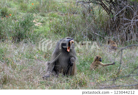 dangerous monkey protects its offspring with a scream 123044212
