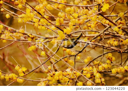 A Japanese white-eye arrives at a wintersweet flower in full bloom A Japanese white-eye arrives at a wintersweet flower in full bloom 123044220