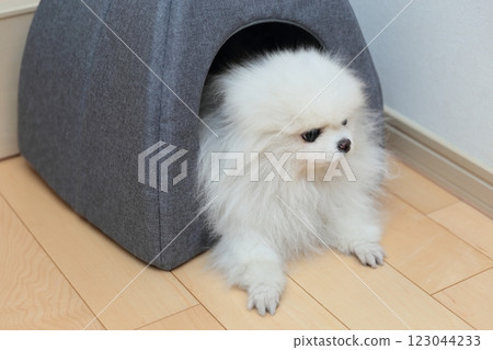 我的狗博美犬正在室內的床上放鬆。 我的狗博美犬正在室內的床上放鬆。 123044233