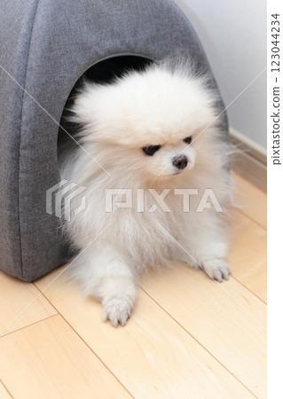 Pomeranian dog relaxing on bed indoors Pomeranian dog relaxing on bed indoors 123044234
