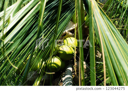 Lush green coconuts are spotted among vibrant magenta palm leaves in Thailand's tropical setting. 123044275