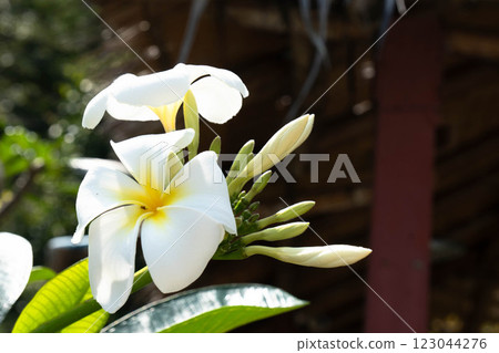 White flowers are blooming amid vibrant green leaves in Thailand's natural beauty. 123044276
