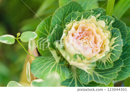 Habotan 新年裝飾圖像 123044301