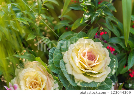 Habotan New Year's decoration image Habotan New Year's decoration image 123044309