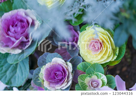 Habotan New Year's decoration image Habotan New Year's decoration image 123044316