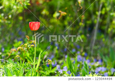 One red tulip on a green natural background 123044494