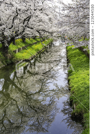 Cherry blossoms and streams in full bloom Cherry blossoms and streams in full bloom 123044580