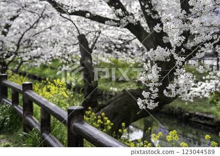 櫻花盛開 櫻花盛開 123044589