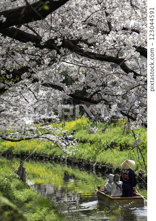 櫻花盛開 123044591