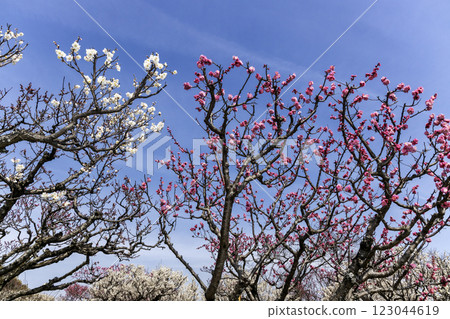 初春藍天與紅白梅花 - 8 123044619
