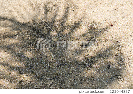 A palm frond casts a distinct shadow on the ground, showcasing its shape under sunlight. 123044827