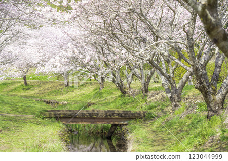 Stream and spring cherry blossoms Stream and spring cherry blossoms 123044999