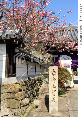 Sakuramotobo and cherry blossoms Sakuramotobo and cherry blossoms 123045447
