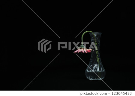 Gerbera with a broken neck in a vase on a black background Gerbera with a broken neck in a vase on a black background 123045453