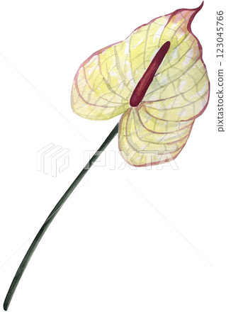 Watercolor anthurium flower illustration. Hand drawn illustration of tropical exotic plant. Botanical drawing for greeting cards or wedding invitations in jungle style. Colorful sketch. Watercolor anthurium flower illustration. Hand drawn illustration of tropical exotic plant. Botanical drawing for greeting cards or wedding invitations in jungle style. Colorful sketch. 123045766