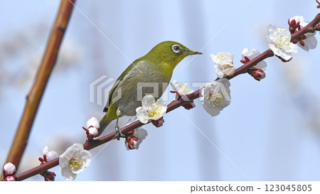 White-eye on white plum blossoms in full bloom (spring image) (Indian summer image) 123045805