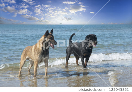 rottweiler and malinois on beach 123045861