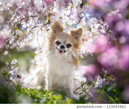 chihuahua in nature 123045862