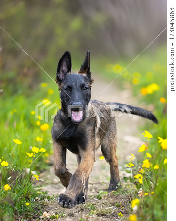 puppy belgian shepherd in nature puppy belgian shepherd in nature 123045863