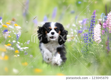 cavalier king charles cavalier king charles 123045870