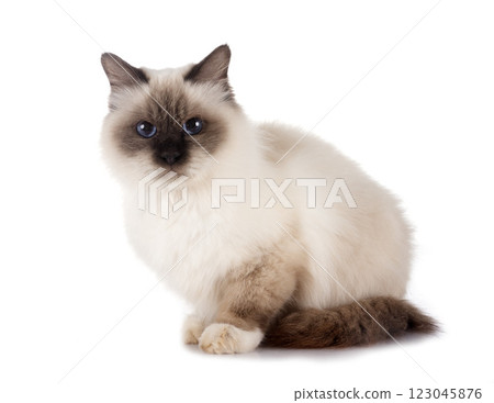 birman cat in studio 123045876