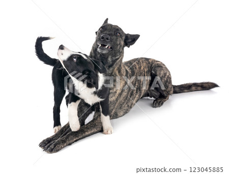Dutch Shepherd and puppy border collie 123045885