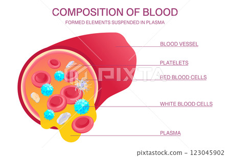 Blood Composition Diagram. Blood Composition Illustration with Labels. Medical vector illustration of red and white blood cells, platelets, plasma, and blood vessel structure. 123045902