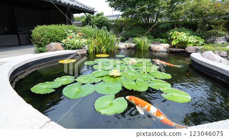 Serene pond scene with koi fish and lily pads a tranquil nature escape 123046075