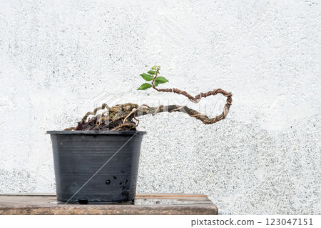 Free orm Dwarf cherry bonsai in process to create bonsai 123047151