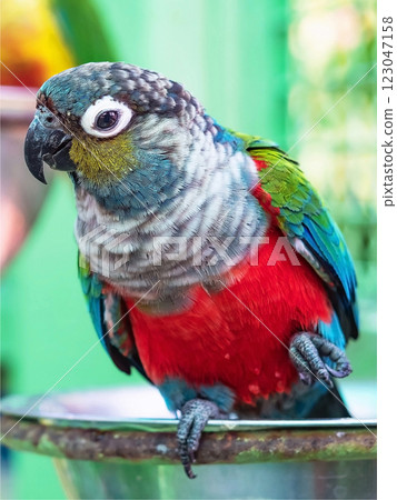 Close up of a colorful parrot. Selective focus. Close up of a colorful parrot. Selective focus. 123047158
