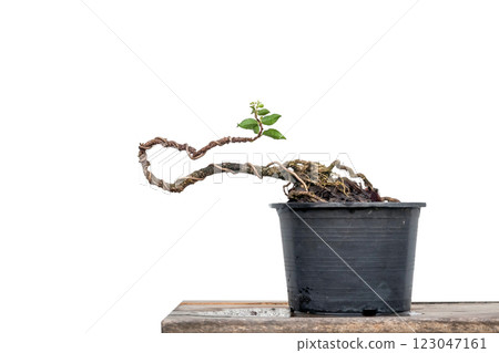 Free orm Dwarf cherry bonsai in process to create bonsai 123047161