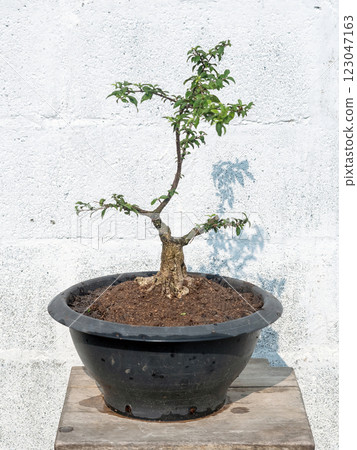 Dwarf cherry tree in process to create bonsai Dwarf cherry tree in process to create bonsai 123047163