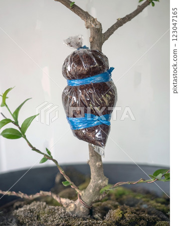 grafting Wrightia religiosa Benth with coconut coir grafting Wrightia religiosa Benth with coconut coir 123047165