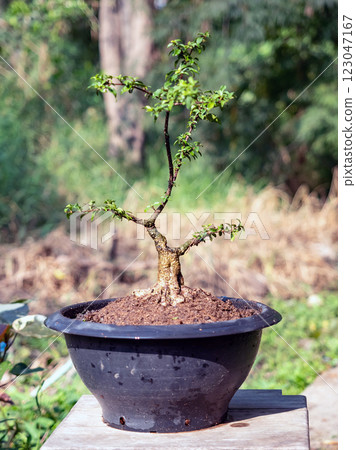 Dwarf cherry tree in process to create bonsai Dwarf cherry tree in process to create bonsai 123047167