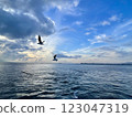 Seagulls flying over the Turkish Gulf in Izmir city 123047319