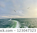 Seagulls flying over the Turkish Gulf in Izmir city 123047323