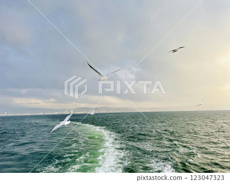 Seagulls flying over the Turkish Gulf in Izmir city Seagulls flying over the Turkish Gulf in Izmir city 123047323