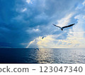 Seagulls flying over the Turkish Gulf in Izmir city 123047340