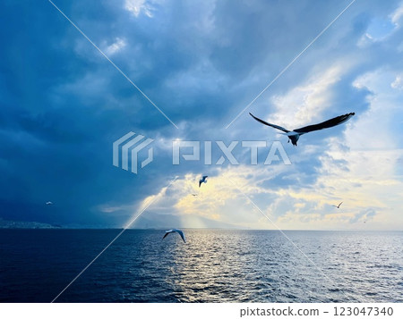 Seagulls flying over the Turkish Gulf in Izmir city 123047340