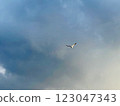 Seagulls flying over the Turkish Gulf in Izmir city 123047343