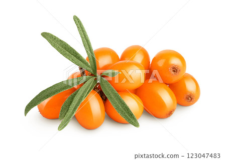 Sea buckthorn. Fresh ripe berry with leaves isolated on white background macro 123047483