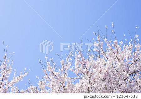 櫻花盛開,藍藍的天空 櫻花盛開,藍藍的天空 123047538