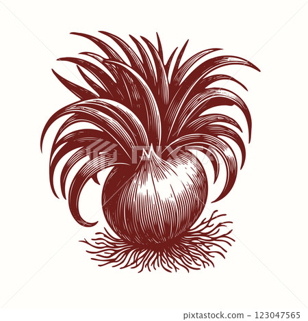 Common onion with leaves close up. Shallot bulb isolated on white background. Vector illustration 123047565