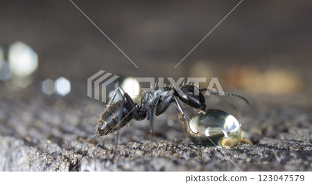 big forest ants in a native habitat big forest ants in a native habitat 123047579